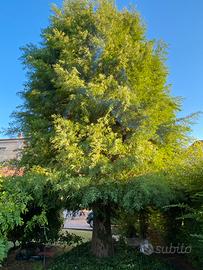 Giardino piante