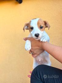 Jack russel