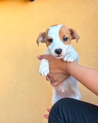 Jack russel