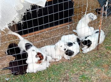 Cuccioli di cane meticci