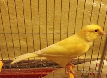 Canarini maschi gialli