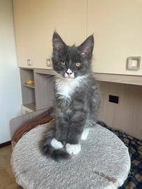 Maine coon cuccioli con pedigree