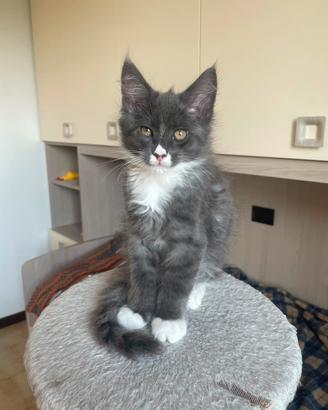 Maine coon cuccioli con pedigree