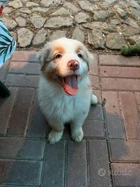 Cucciola pastore australiano