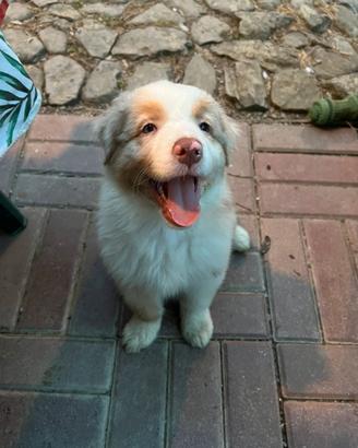 Cucciola pastore australiano