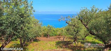 Pianotorre, uliveto terrazzato fronte mare
