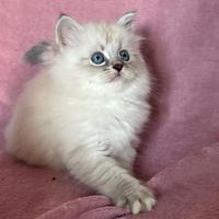 Splendidi cuccioli pura razza gatto siberiano