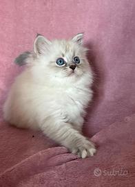 Splendidi cuccioli pura razza gatto siberiano