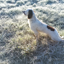 Setter inglese maschio