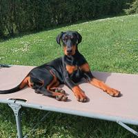 Dobermann cuccioli d'amatore