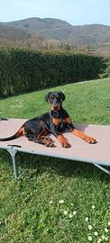 Dobermann cuccioli d'amatore