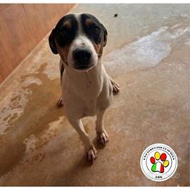 ALOKA dolcissimo Bodeguero