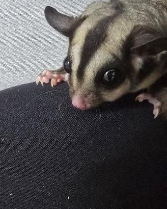 Coppia petauro dello zucchero