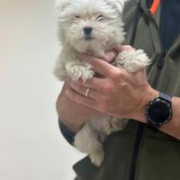 Maltese " mini mini Toy " disponibile