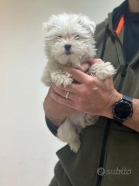 Maltese " mini mini Toy " disponibile