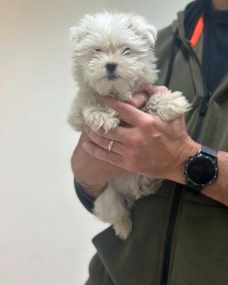 Maltese " mini mini Toy " disponibile