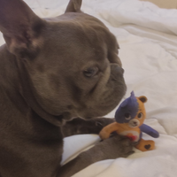Bulldog francese Per monta