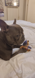 Bulldog francese Per monta