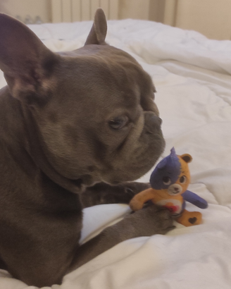 Bulldog francese Per monta