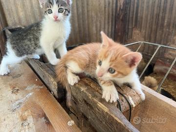 Gattini cuccioli
