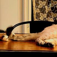 Gatti gia addomesticati