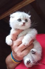 Scottish fold