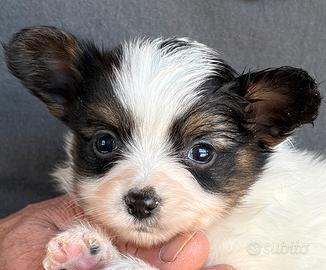 Cuccioli di papillon