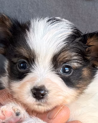 Cuccioli di papillon
