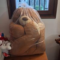 orso gigante 