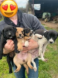 Cuccioli future taglie medio piccole