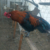 Giovani galli marans e araucana