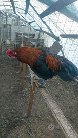 Giovani galli marans e araucana