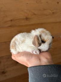 Cuccioli conigli minilop