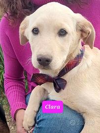 Cuccioli meticci in adozione