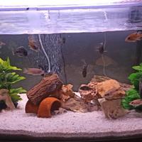 Acquario completo