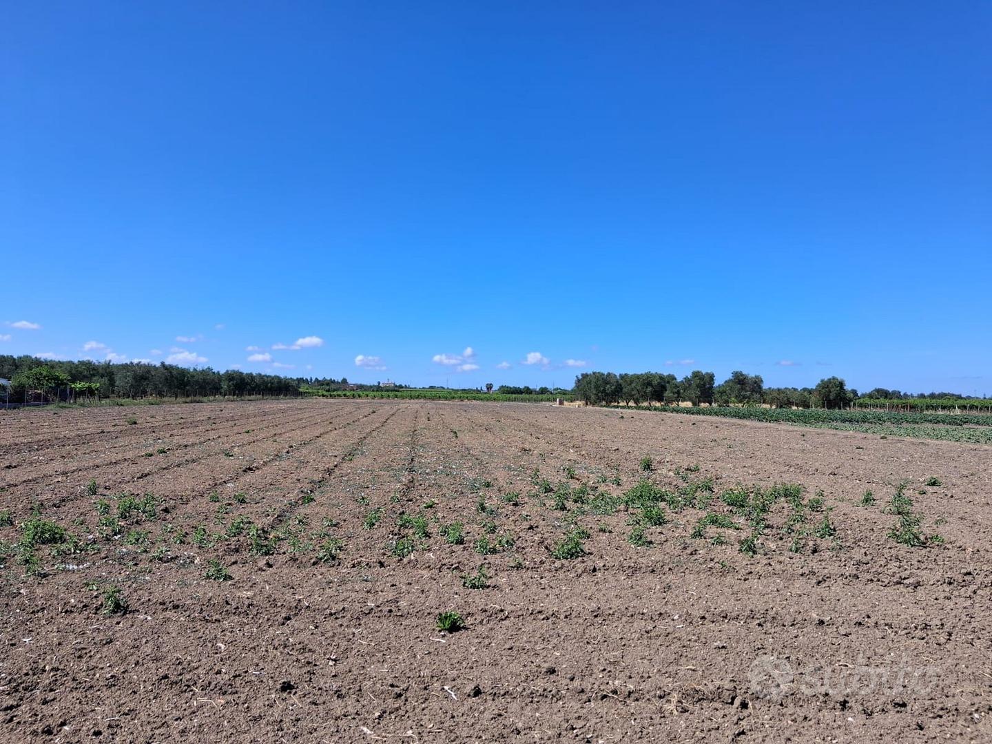Azienda agricola avviata - Francavilla Fontana(br) - Altro
