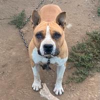 Pitbull Amstaff
