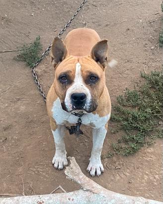 Pitbull Amstaff