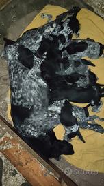 Cuccioli Kurzhaar bracco tedesco