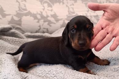 Bassotti nani pelo corto - cuccioli pedigree ENCI