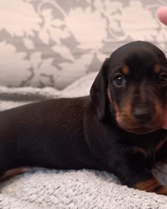 Bassotti nani pelo corto - cuccioli pedigree ENCI