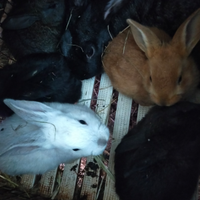 Coniglietti nostrani