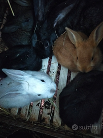 Coniglietti nostrani