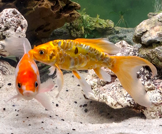 Koi batterflay e shubunkin