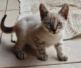 Gattino Siamese Lynx Point