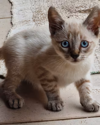 Gattino Siamese Lynx Point