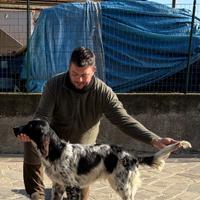 Setter inglese