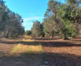 Terreno agricolo edificabile con uliveto secolare