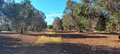 Terreno agricolo edificabile con uliveto secolare