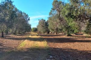 Terreno agricolo edificabile con uliveto secolare